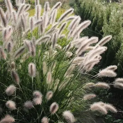 Пеннисетум ЛЕДИ Ю в Рогачеве