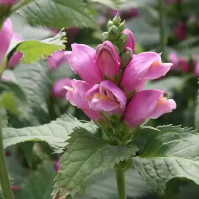 Хелоне КОСАЯ в Рогачеве