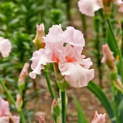 Ирис ПИНК ХОРАЙЗОН бородатый в Рогачеве
