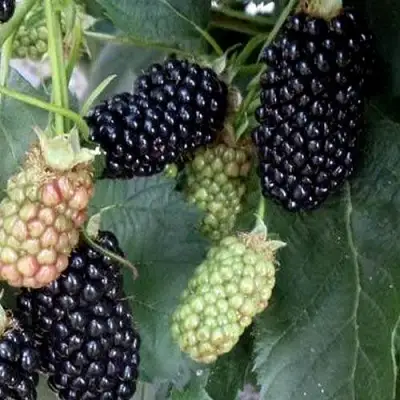 Ежевика ПРАЙМ АРК ФРИДОМ ремонтантная  в Рогачеве