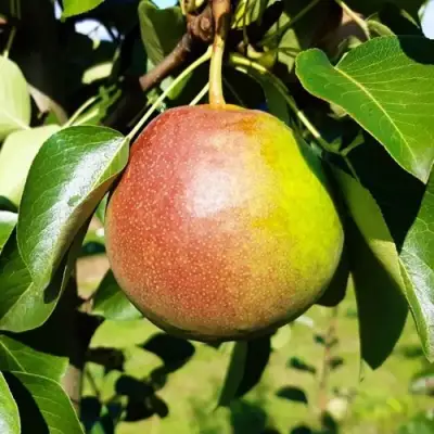 Груша КУПАЛА в Рогачеве