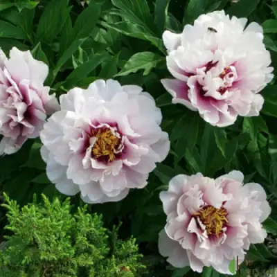 Пион КОРА ЛУИЗА ито-гибрид в Рогачеве