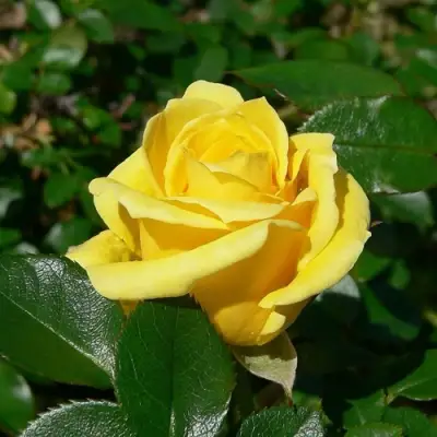 Роза ПАПИЛОН чайно-гибридная в Рогачеве