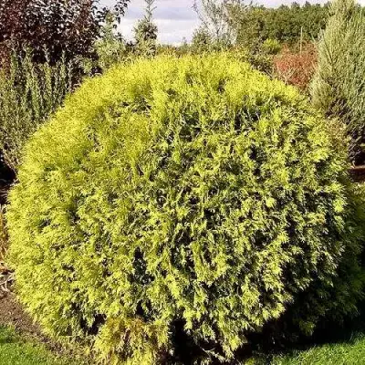 Туя ГЛОБОЗА АУРЕА западная в Рогачеве