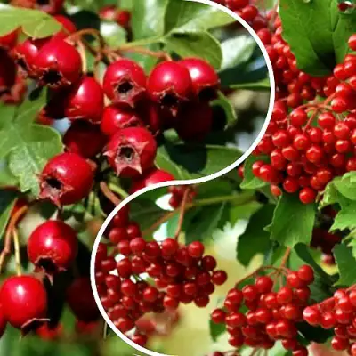 Комплект БУДЬ ЗДОРОВ в Рогачеве