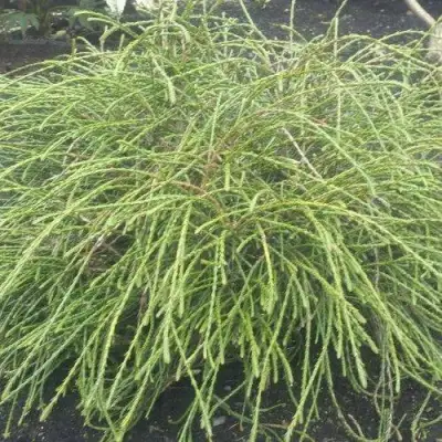 Туя ФИЛИФОРМИС   в Рогачеве