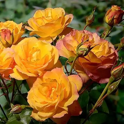 Роза САХАРА плетистая в Рогачеве