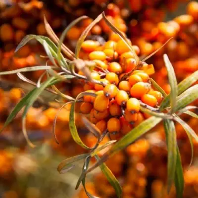 Облепиха ФИНСКАЯ в Рогачеве