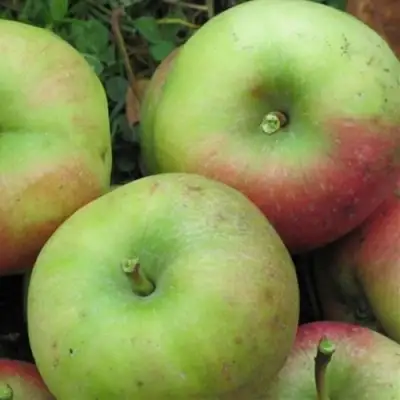 Яблоня ПАМЯТЬ СИКОРЫ в Рогачеве