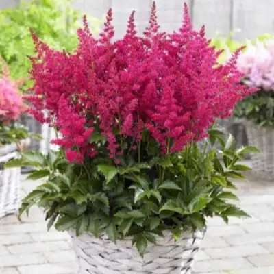 Астильба ЛАКИ ДЕЙ Арендса в Рогачеве