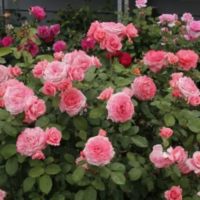 Роза ИНСТИТУТ ЛЮМЬЕР шраб в Рогачеве