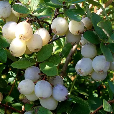 Голубика СНЕГУРОЧКА в Рогачеве