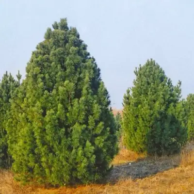 Сосна черная ПИРАМИДАЛИС в Рогачеве