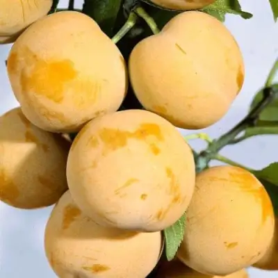 Слива РЕНКЛОД ранний в Рогачеве