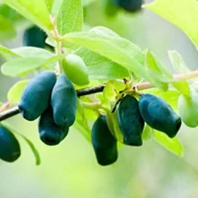 Жимолость съедобная АМФОРА в Рогачеве