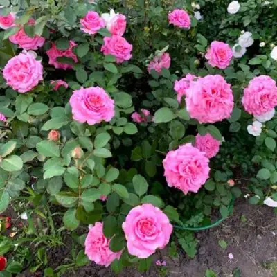 Роза ЭШЛИ чайно-гибридная в Рогачеве