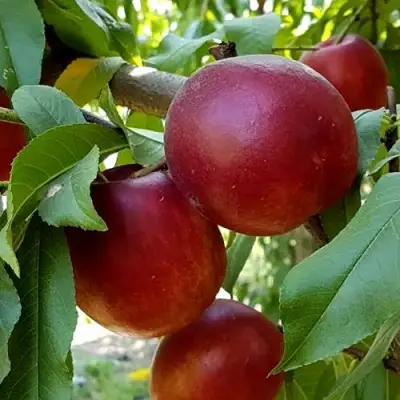 Нектарин ФАНТАЗИЯ в Рогачеве