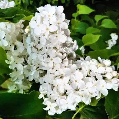 Сирень МАЛЕНЬКИЙ ПРИНЦ в Рогачеве