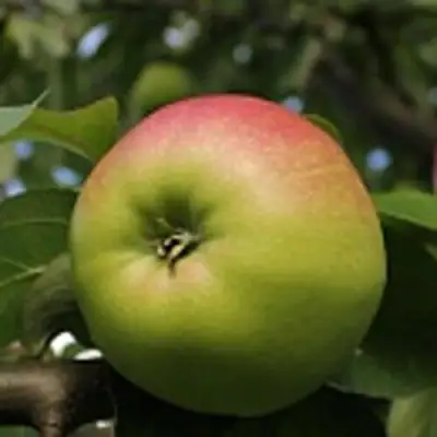 Яблоня СОКОЛОВСКОЕ стелющаяся в Рогачеве