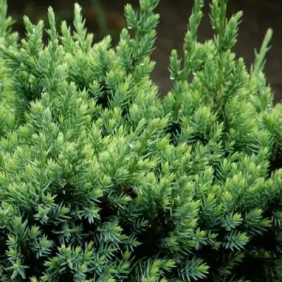 Можжевельник ХОЛГЕР чешуйчатый в Рогачеве