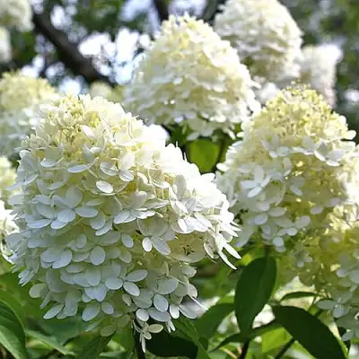 Гортензия БОМБШЕЛ метельчатая в Рогачеве