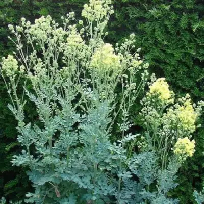 Василистник ГЛАУКУМ желтый в Рогачеве