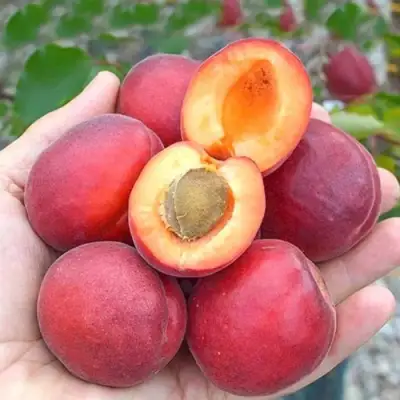 Абрикос РУБИСТА в Рогачеве