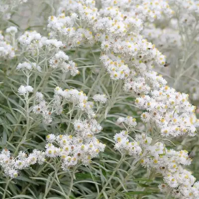 Анафалис ЖЕМЧУЖНЫЙ в Рогачеве