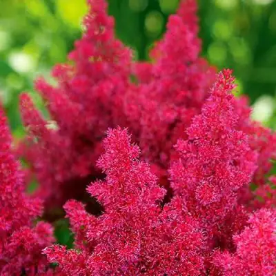 Астильба КОБЛЕНЦ японская в Рогачеве