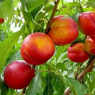 Нектарин ХАРБЛЕЙЗ в Рогачеве