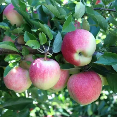 Яблоня ГРУШОВКА МОСКОВСКАЯ в Рогачеве