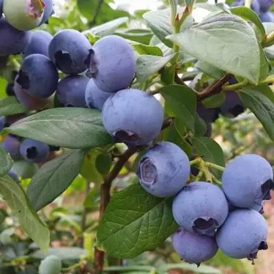 Голубика БЛЮГОЛД в Рогачеве