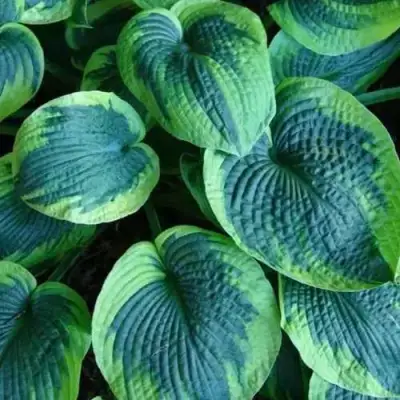 Хоста ТОКУДАМА ФЛАВОЦИРЦИНАЛИС гибридная в Рогачеве