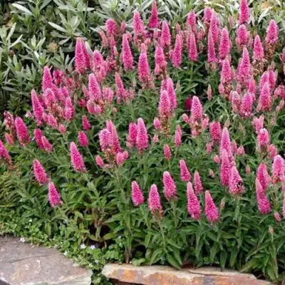 Вероника РОЗЕА колосковая в Рогачеве