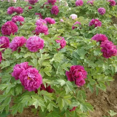 Пион КИТАЙСКИЙ ШЕЛК травянистый в Рогачеве