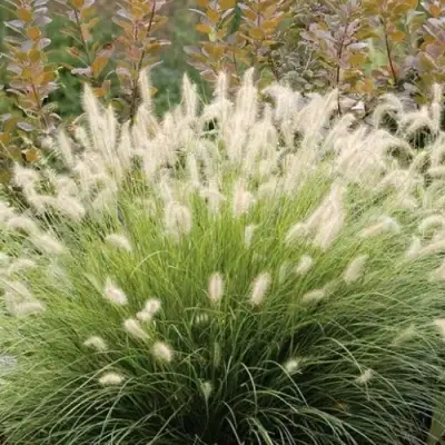 Пеннисетум ХАМЕЛН в Рогачеве