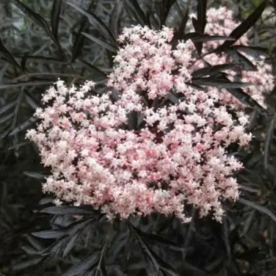 Бузина черная БЛЭК ЛЕЙС ЕВА в Рогачеве