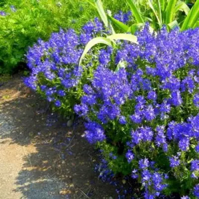 Вероника РОЯЛ БЛЮ большая в Рогачеве