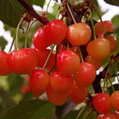 Черешня ДОНЧАНКА в Рогачеве