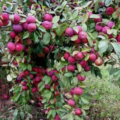 Яблоня ФЛОРИНА в Рогачеве