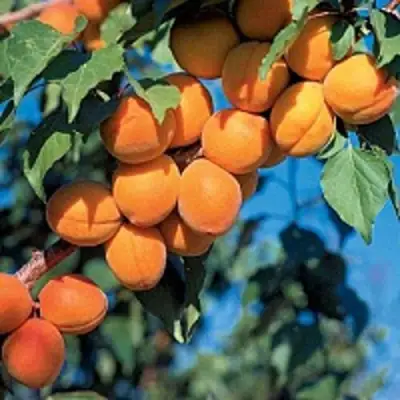 Абрикос ХАРКОТ в Рогачеве