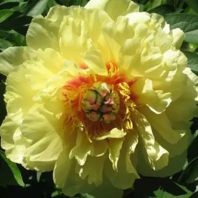 Пион ЗОЛОТАЯ КОРОНА древовидный в Рогачеве