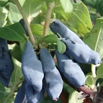 Жимолость съедобная НИМФА (ГАММА) в Рогачеве