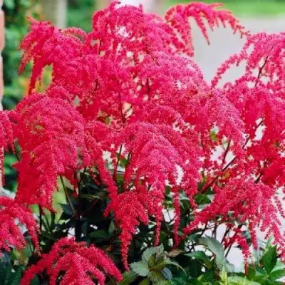 Астильба РЕД ЧАРМ Арендса в Рогачеве