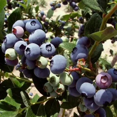 Голубика ЭЛИЗАБЕТ в Рогачеве