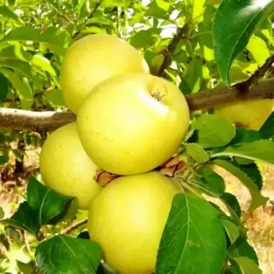 Яблоня ГОЛДЕН ДЕЛИШЕС в Рогачеве
