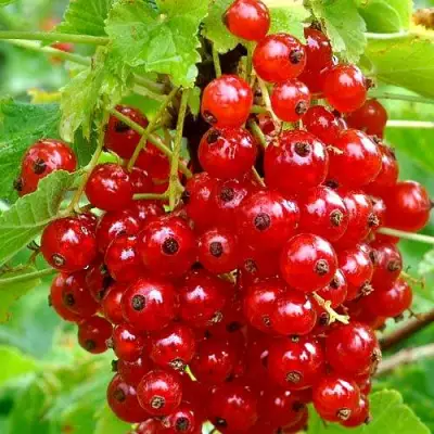 Смородина красная НЕНАГЛЯДНАЯ в Рогачеве