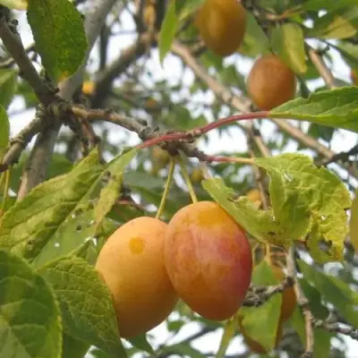 Слива НАТАША в Рогачеве