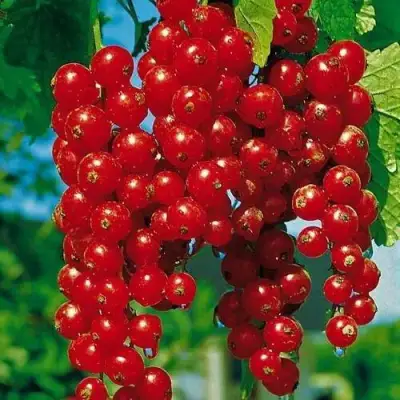 Смородина красная РОВАДА в Рогачеве