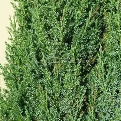 Можжевельник ХИБЕРНИКА обыкновенный  в Рогачеве